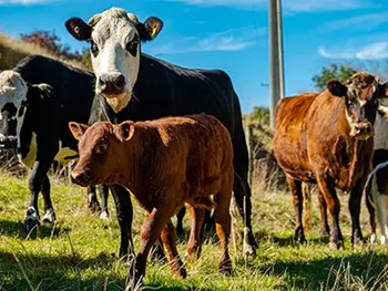 cows in field